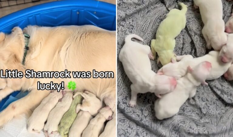 Adorable Green Puppy Sparks Delight Online as Unique Coloring Enchants Viewers